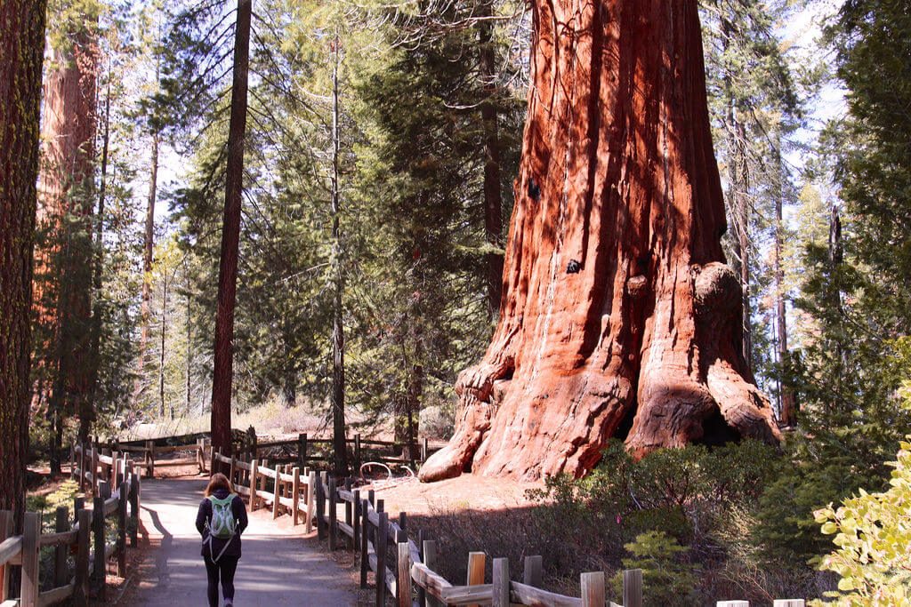 Sequoia